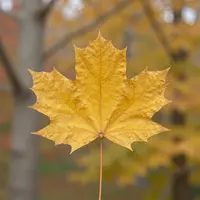 Кленовый лист