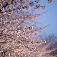 غروب شکوفه‌های گیلاس