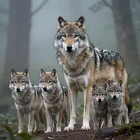 Wolf Pack