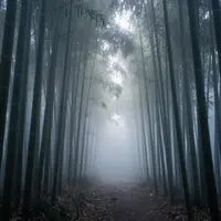 Mglisty Las Bambusowy