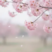 قاب شکوفه گیلاس