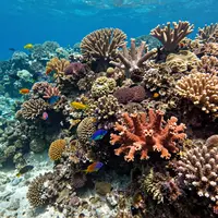 Маржан рифтері