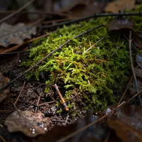 Thảm thực vật rừng