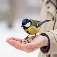 إطعام الطيور