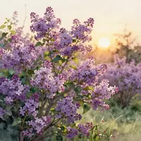 Jardin de Lilas au Coucher du Soleil