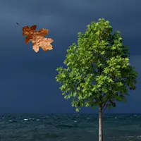 Contraste de la Nature