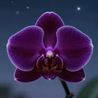 डार्क ऑर्किड