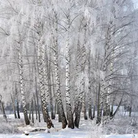 Abedules de Invierno