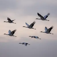 Flying Cranes