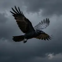 Corvo in Volo