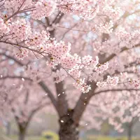 Искусство цветущей сакуры