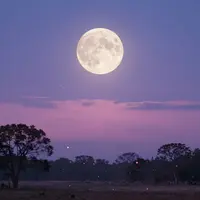 Moonlit Night