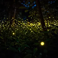 קסם הגחליליות