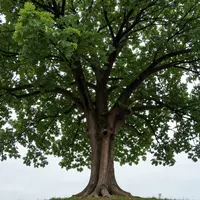 गहरी जड़ों वाला पेड़