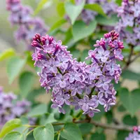 Blooming Lilac