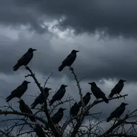 Зоғҳои сиёҳ