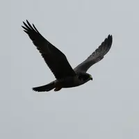 उड़ान भरता बाज