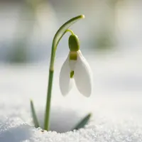 أزهار قطرة الثلج