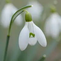 Verfijnde Schoonheid