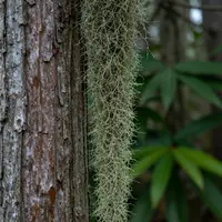 Kết cấu tự nhiên