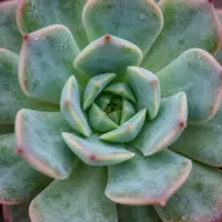 ลวดลายธรรมชาติ