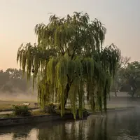 Жылауық тал пейзажы