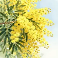 گل‌های میموزا