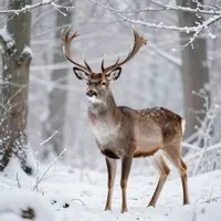 Зимняя дикая природа