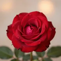 Elegância da Rosa Vermelha