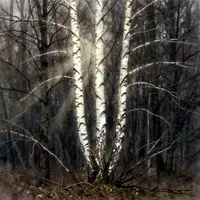 Birch Tree