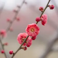 Көктемнің келуі