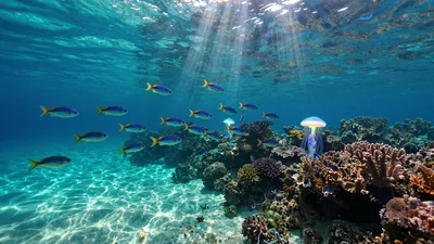 Deep Sea Echoes