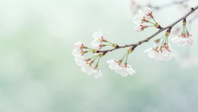 Awakening of Spring Light