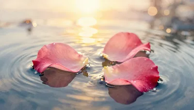 Velvet Whispers of Love