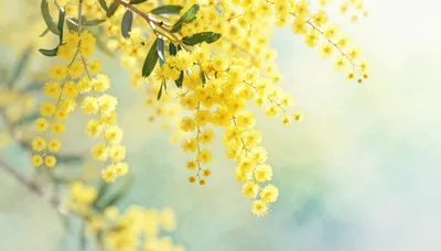 Golden Mimosa Serenade