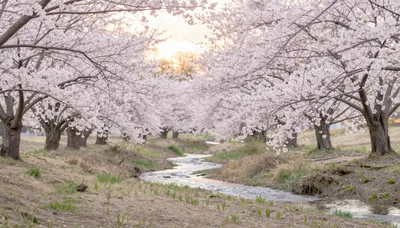 Whispers of Spring Bloom