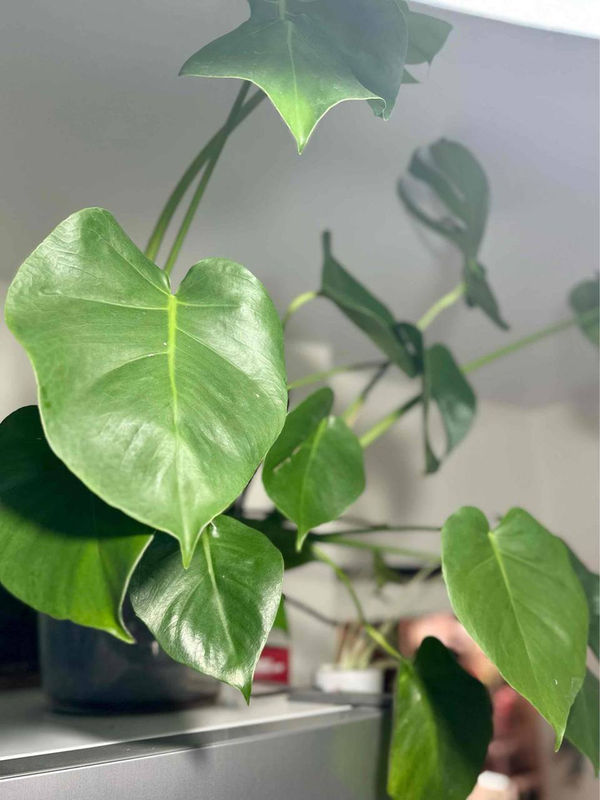 Monstera 'Deliciosa'