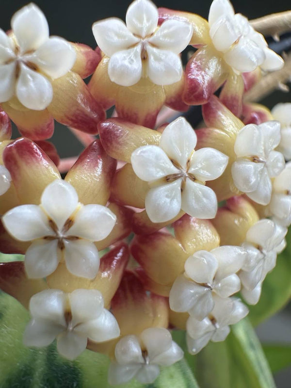 Hoya 'Callistophylla'