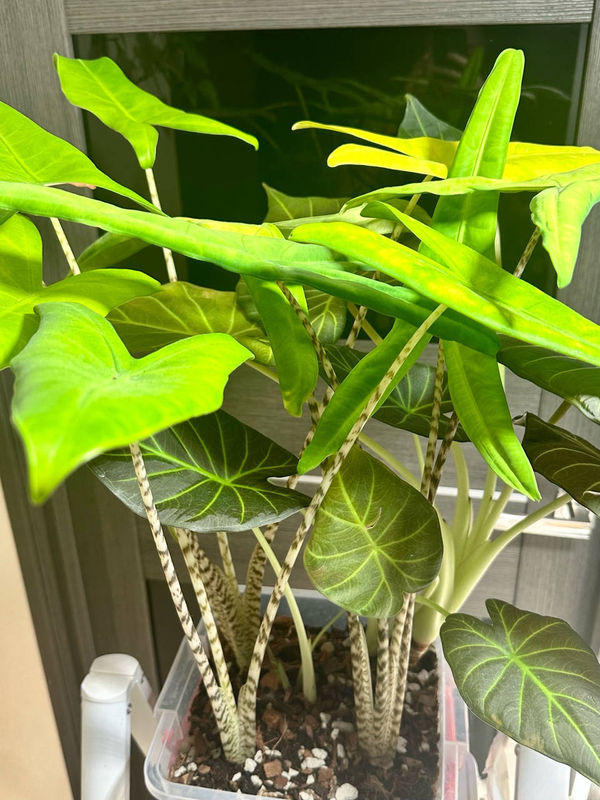 Alocasia Mix 'Zebrina, Tigrina, Regal'