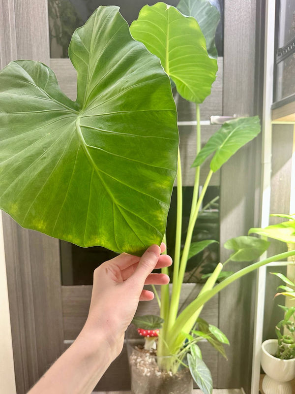 Alocasia 'Macroriza'