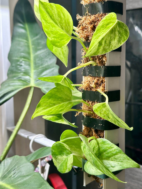 Epipremnum 'Marble Queen'