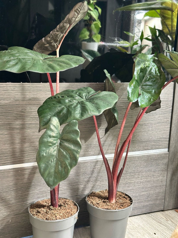 Alocasia 'Princessa Yucatan'