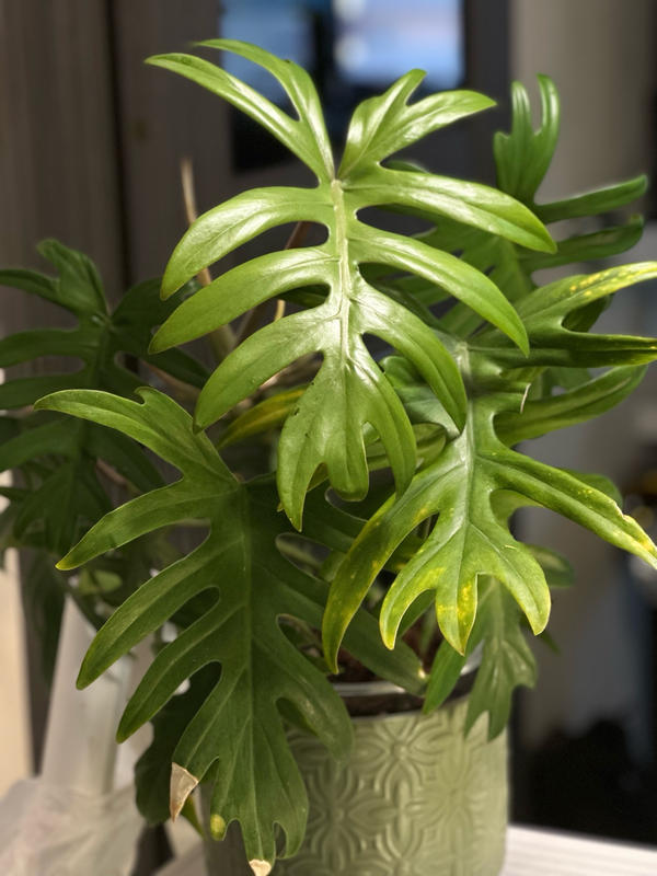 Philodendron 'Mayo'