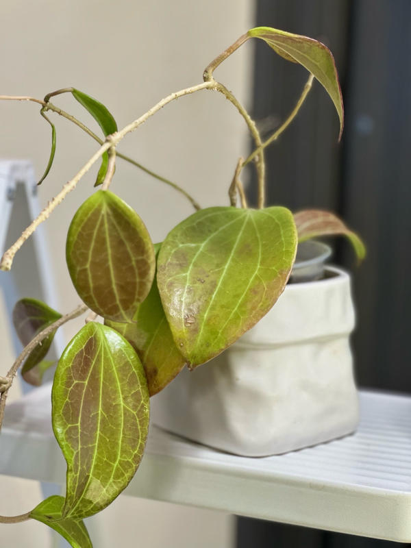 Hoya 'Merrillii'