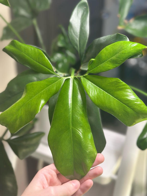 Philodendron 'Fun Bun'