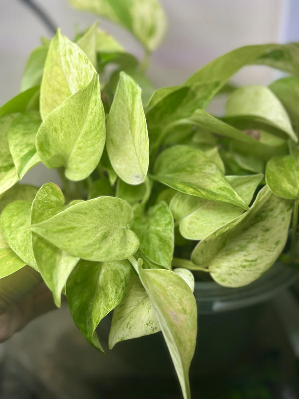 Epipremnum 'Marble Queen'