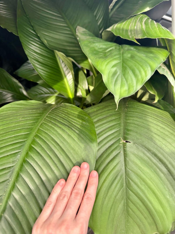 Spathiphyllum 'Hulk'