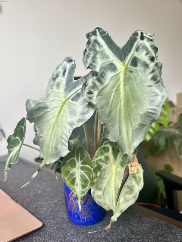 Alocasia 'Venom'