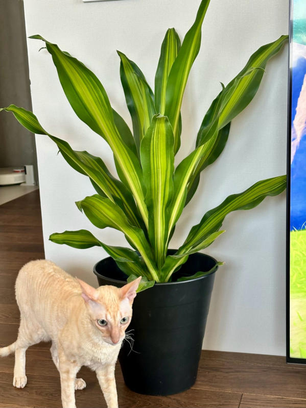 Dracaena 'Fragrans'