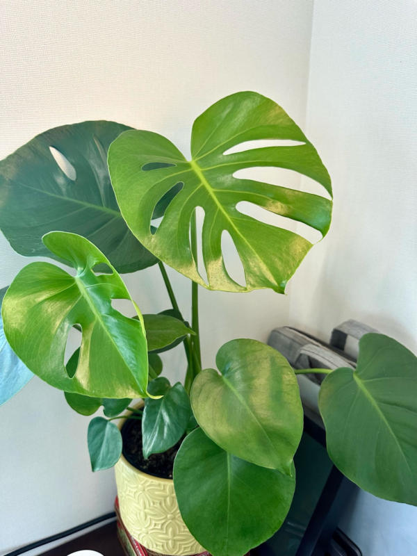 Monstera 'Deliciosa'